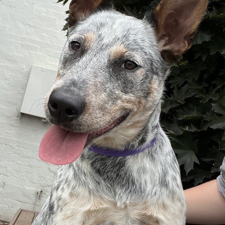 **URGENT** ‘Asha’ ACD X – 6 month old pup, sweet outgoing young girl that would be a great family dog, dog friendly – Queanbeyan Pound NSW