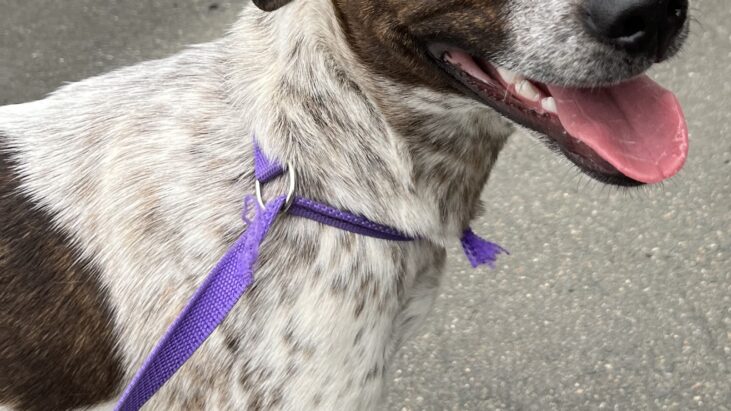 **ADOPTED** ‘Sparrow’ – ACD X – 6 month old pup, sweet young girl looking for a home with an active family, dog friendly – Queanbeyan Pound NSW