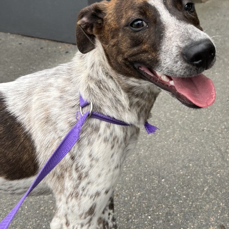 **URGENT** ‘Ruby’ – ACD X – 6 month old pup, sweet young girl looking for a home with an active family, dog friendly – Queanbeyan Pound NSW