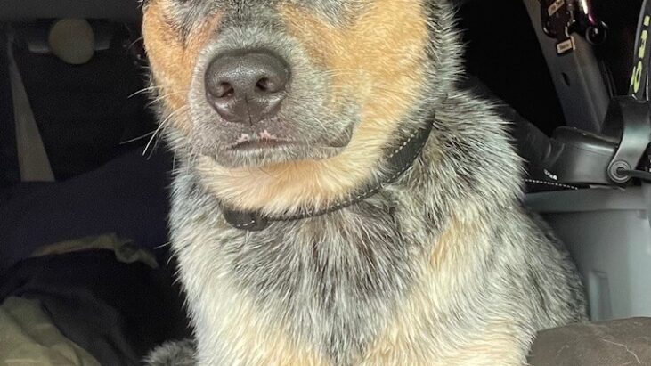 “EAZY” – Stunning, Young, Blue Male ACD – Mapleton QLD