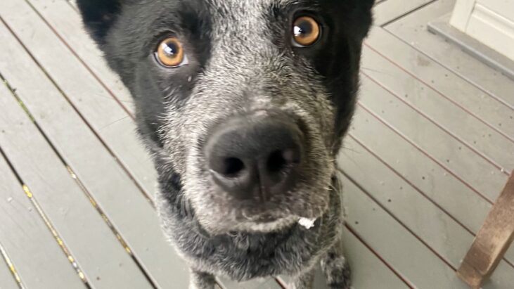 CAIRO – 12 month old, handsome, blue ACD mix – Southern Highlands NSW