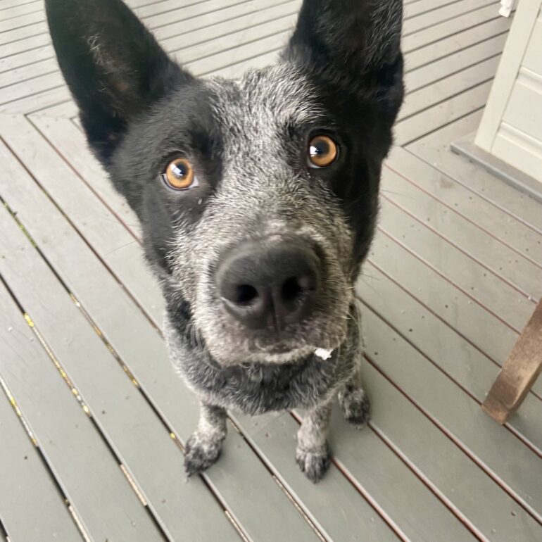 CAIRO – 12 month old, handsome, blue ACD mix – Southern Highlands NSW