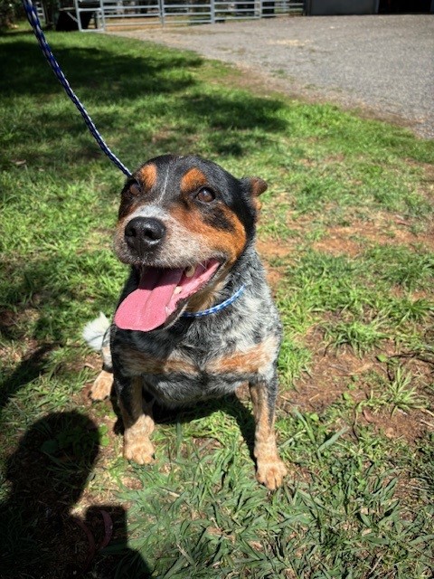 **URGENT** ‘Max’ 8yo Blue ACD needs experienced owner and home. Crookwell NSW