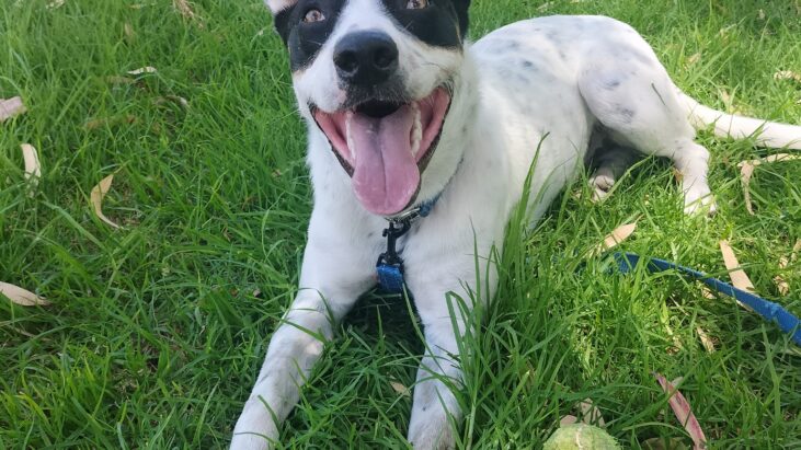 Tommy – Handsome, 2yo Male ACD x Kelpie – energetic and sweet – Craigie WA