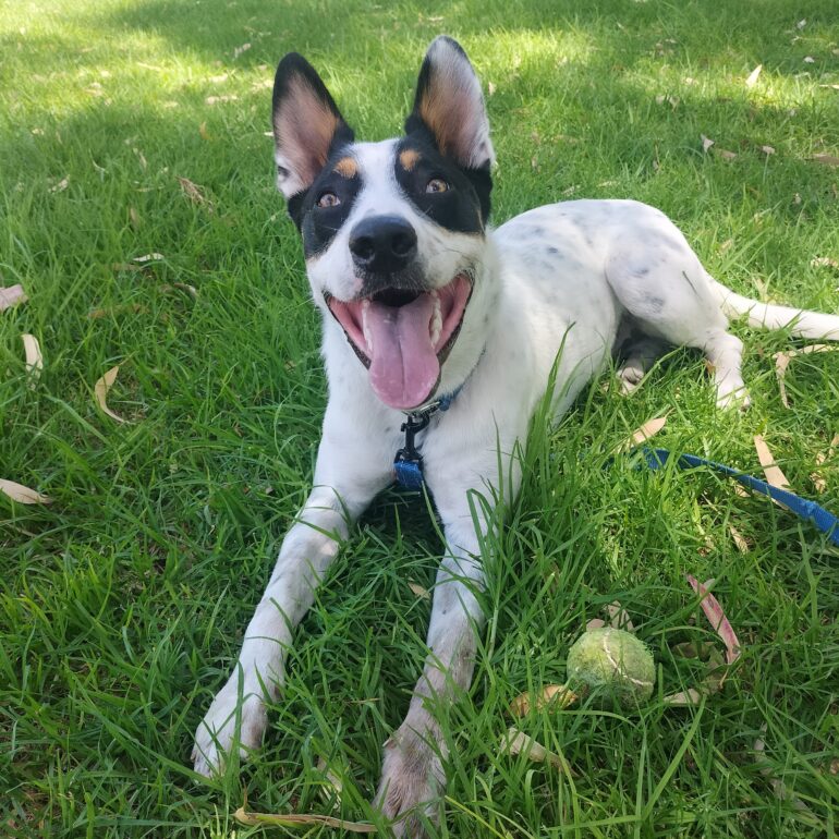 Tommy – Handsome, 2yo Male ACD x Kelpie – energetic and sweet – Craigie WA