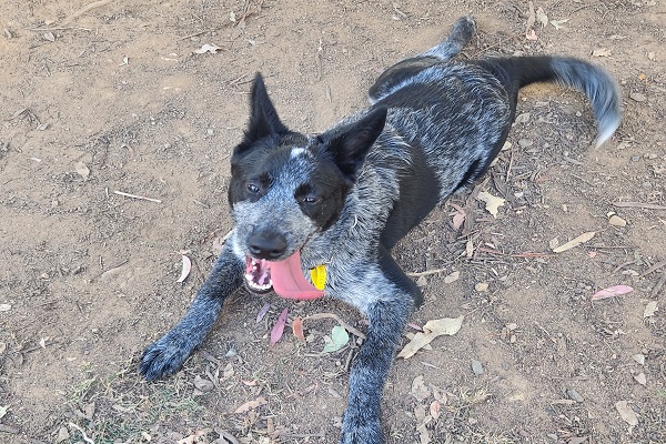 Marlin – sweet and social young blue ACD – 6 months old – DAS Canberra