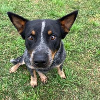 Mack – sweet gentle boy with lots of charm – 1 year ACD – Goulburn Pound NSW