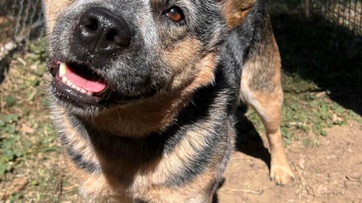 Bear – Lovely older lady, 7years old, active household with older kids – DAS Canberra ACT