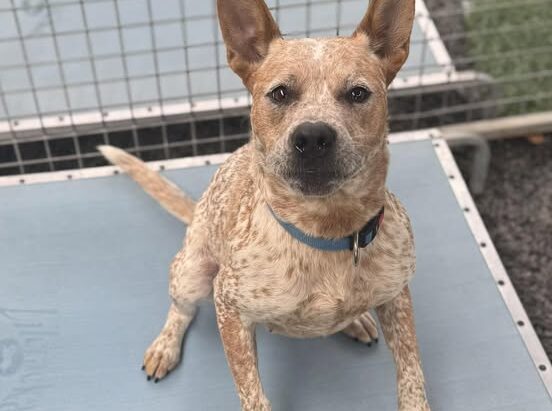 “Halo” – Adorable 1 yo Red ACD x Staffy – Shoalhaven Animal Shelter, Nowra Hill (NSW)