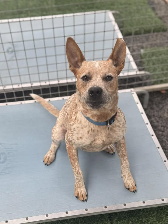 “Halo” – Adorable 1 yo Red ACD x Staffy – Shoalhaven Animal Shelter, Nowra Hill (NSW)