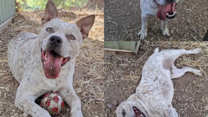 “Bruce” – Young Cattle Dog/Bulldog Mix.  Energetic, happy boy – RSPCA Burwood East Shelter (VIC)