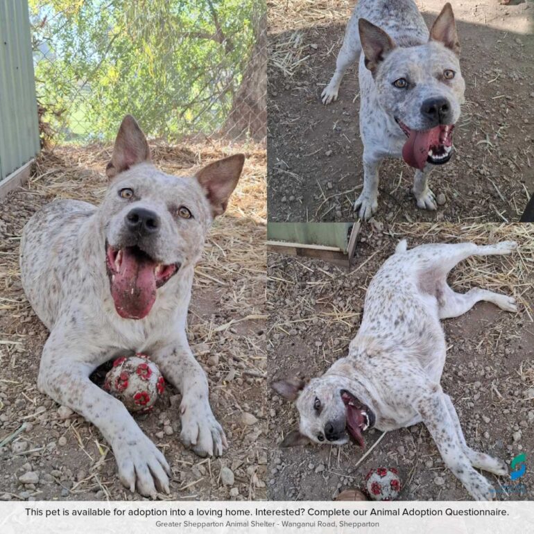 “Bruce” – Young Cattle Dog/Bulldog Mix.  Energetic, happy boy – RSPCA Burwood East Shelter (VIC)