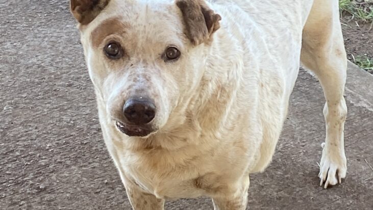 “Patch” – Lovely, male ACD x, 12yo seeks active retirement home – Central QLD, near Rockhampton