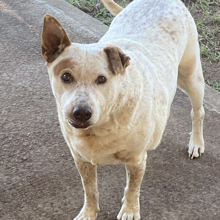 “Patch” – Lovely, male ACD x, 12yo seeks active retirement home – Central QLD, near Rockhampton