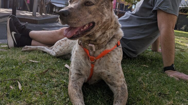 “INDIE BEAR” – Gorgeous, 3.5yo female red heeler cross – Melbourne, Victoria