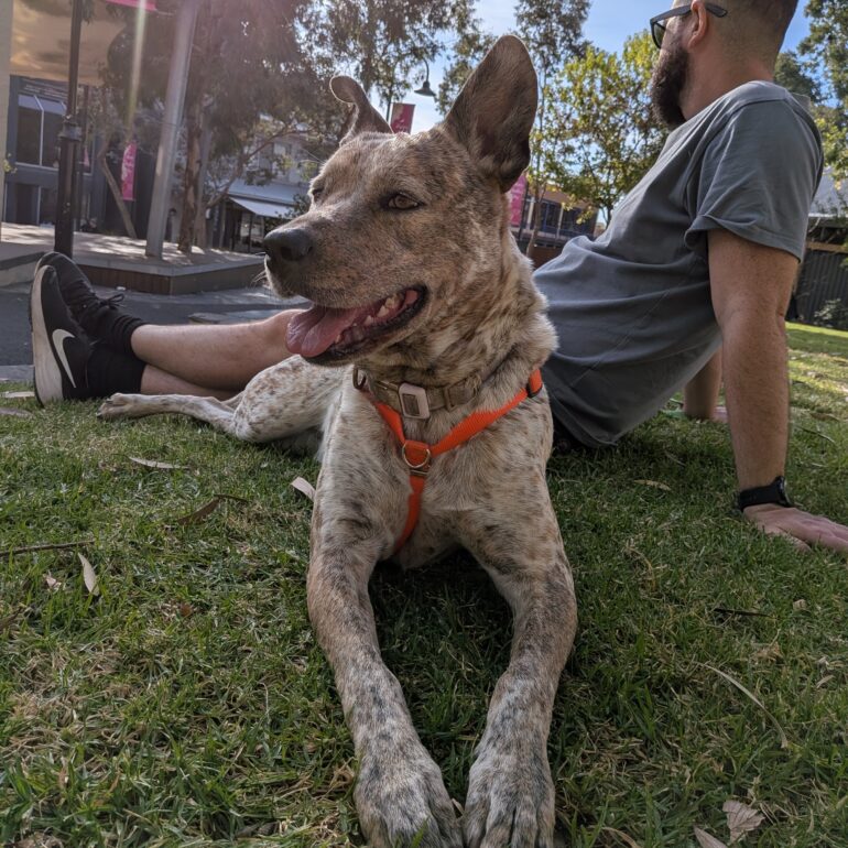 “INDIE BEAR” – Gorgeous, 3.5yo female red heeler cross – Melbourne, Victoria