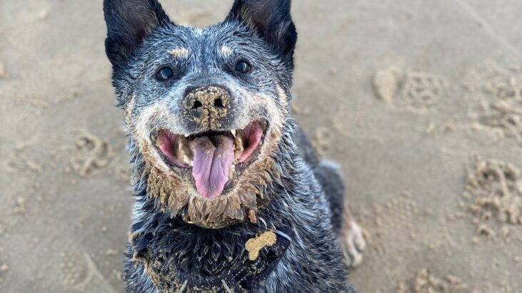 “Sunday” – Beautiful 11yo female ACD – best as an only dog – Forster, NSW 2428