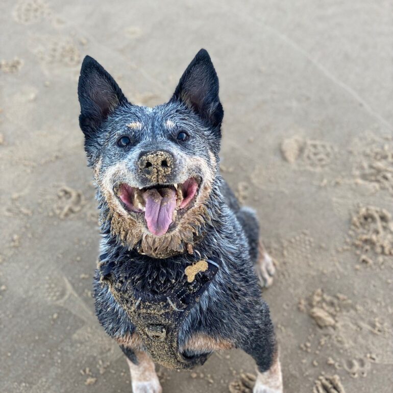 “Sunday” – Beautiful 11yo female ACD – best as an only dog – Forster, NSW 2428