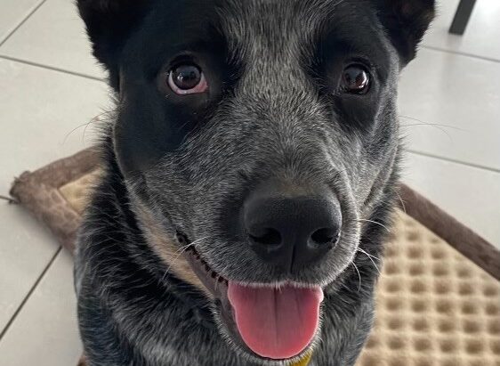 Lucy – Stunning young blue Female ACD – Clagiraba QLD 4211