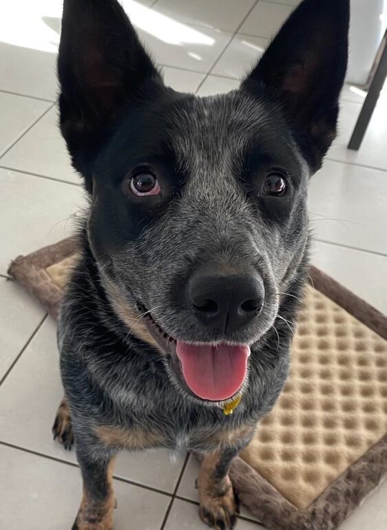 Lucy – Stunning young blue Female ACD – Clagiraba QLD 4211