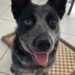 Lucy – Stunning young blue Female ACD – Clagiraba QLD 4211