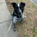 Banjo – Young Blue Cattle Dog x Koolie seeks active new home – Moonee Ponds VIC