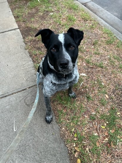 Banjo – Young Blue Cattle Dog x Koolie seeks active new home – Moonee Ponds VIC