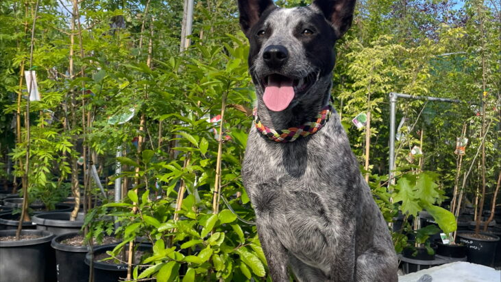 Gerald – Gorgeous Blue Male Stumpy (with a tail), 3.5yo – location TBA