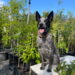 Gerald – Gorgeous Blue Male Stumpy (with a tail), 3.5yo – location TBA