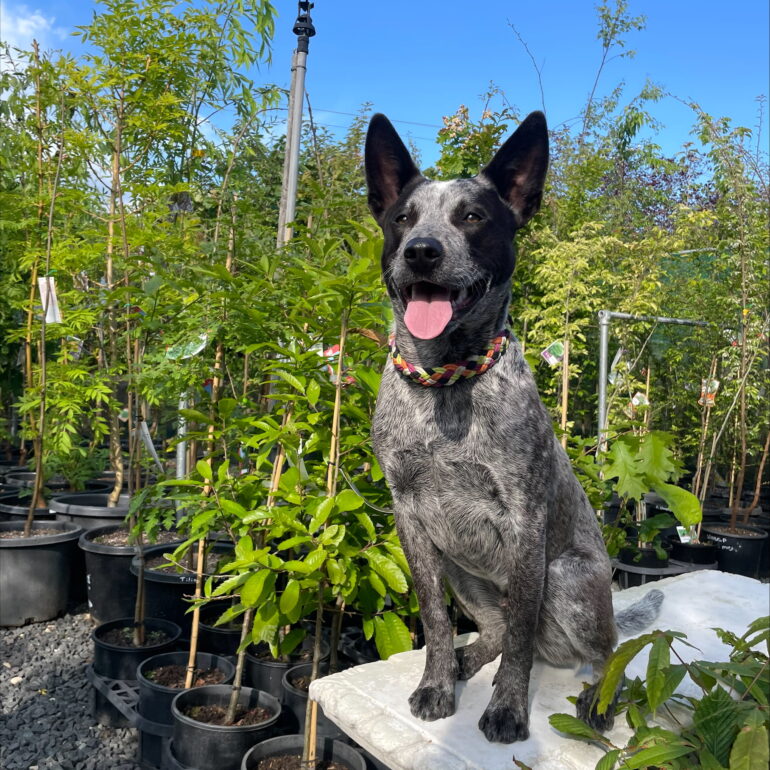 Gerald – Gorgeous Blue Male Stumpy (with a tail), 3.5yo – location TBA
